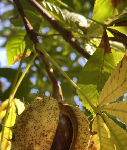 小众送妈妈的花有哪些花