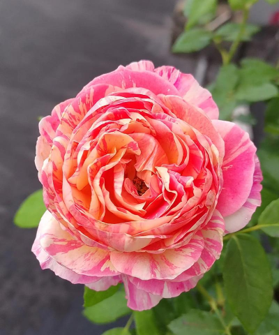 月季莫奈的特点