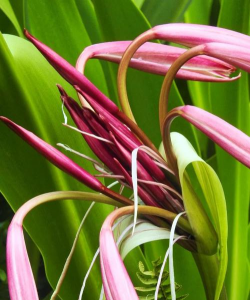 小众送妈妈的花有哪些花