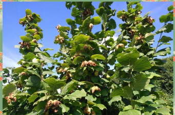 小众送妈妈的花有哪些花