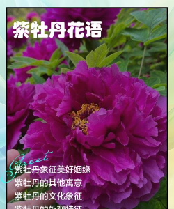 紫牡丹花语