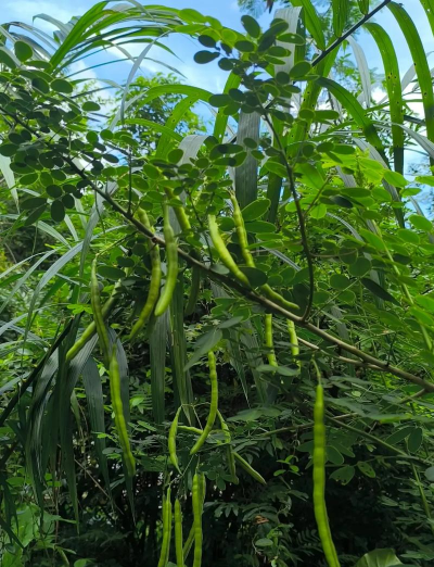 双荚决明有毒吗