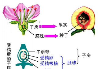 小众送妈妈的花有哪些花