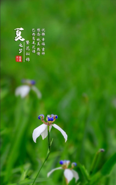 小众送妈妈的花有哪些花