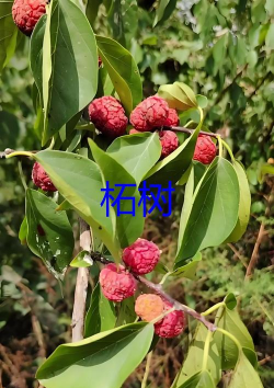 柘树和桑树的区别