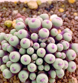 小众送妈妈的花有哪些花