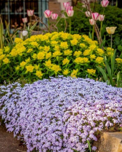 小众送妈妈的花有哪些花