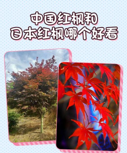 日本红枫和中国红枫的区别