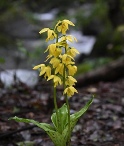 小众送妈妈的花有哪些花