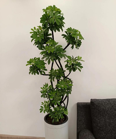 小众送妈妈的花有哪些花