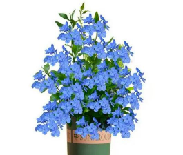 小众送妈妈的花有哪些花