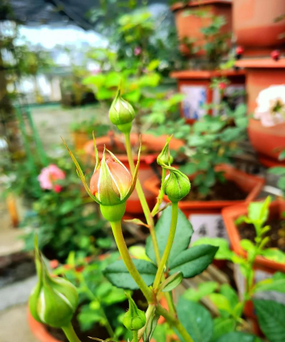 小众送妈妈的花有哪些花