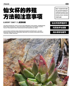 小众送妈妈的花有哪些花