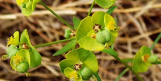 小众送妈妈的花有哪些花