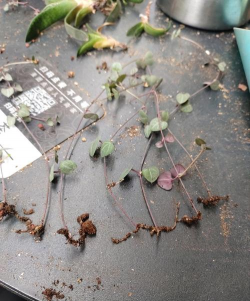 小众送妈妈的花有哪些花