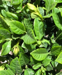 小众送妈妈的花有哪些花