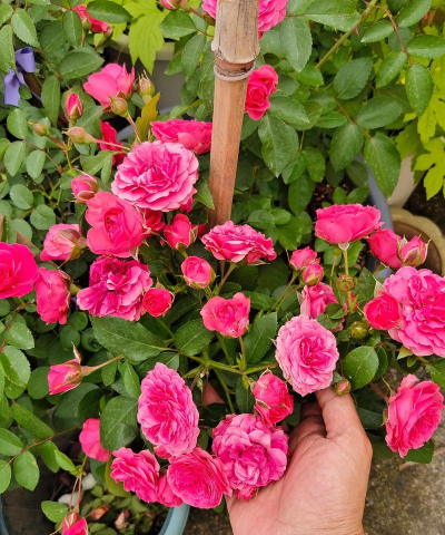 多头月季有哪些品种