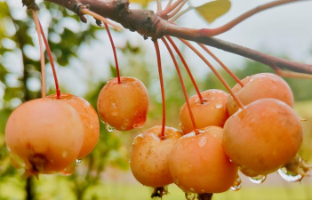 小众送妈妈的花有哪些花