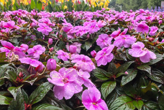 小众送妈妈的花有哪些花