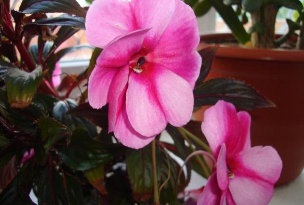 小众送妈妈的花有哪些花