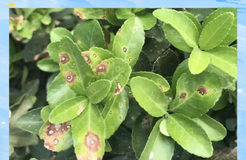 观叶植物炭疽病症状