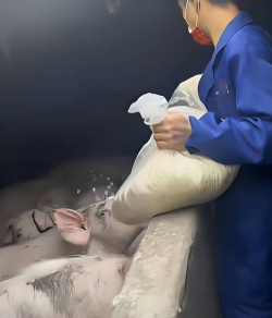 小众送妈妈的花有哪些花