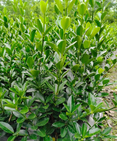 小众送妈妈的花有哪些花