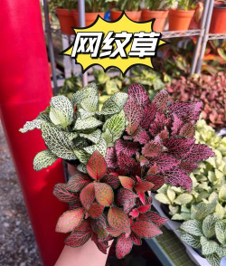 小众送妈妈的花有哪些花