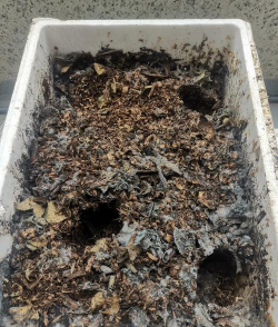 小众送妈妈的花有哪些花