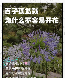 小众送妈妈的花有哪些花