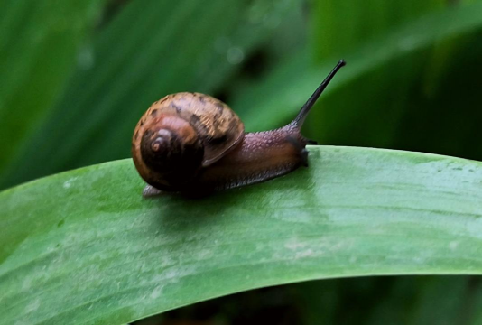 小众送妈妈的花有哪些花