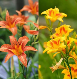 小众送妈妈的花有哪些花