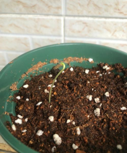 小众送妈妈的花有哪些花