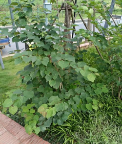 小众送妈妈的花有哪些花