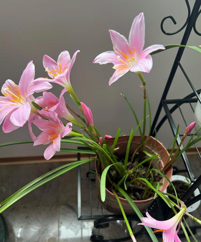 小众送妈妈的花有哪些花