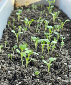 小众送妈妈的花有哪些花