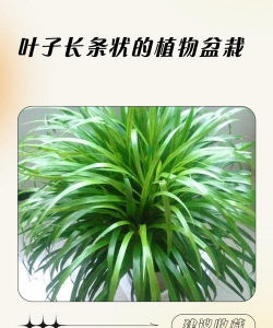 长叶子绿植有哪些 长叶子绿植有哪些