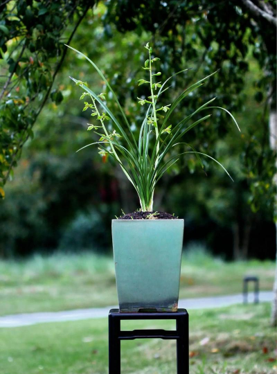 小众送妈妈的花有哪些花