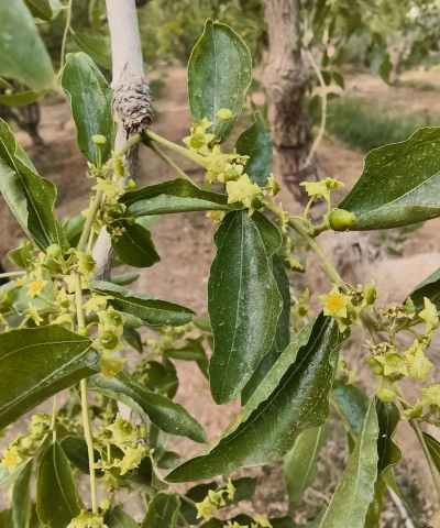 小众送妈妈的花有哪些花