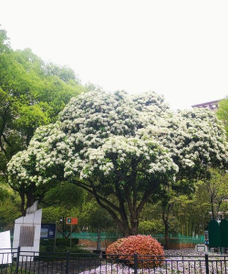 小众送妈妈的花有哪些花
