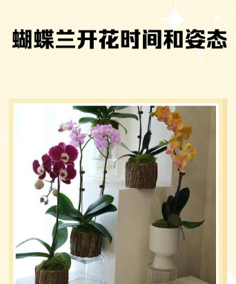 小众送妈妈的花有哪些花