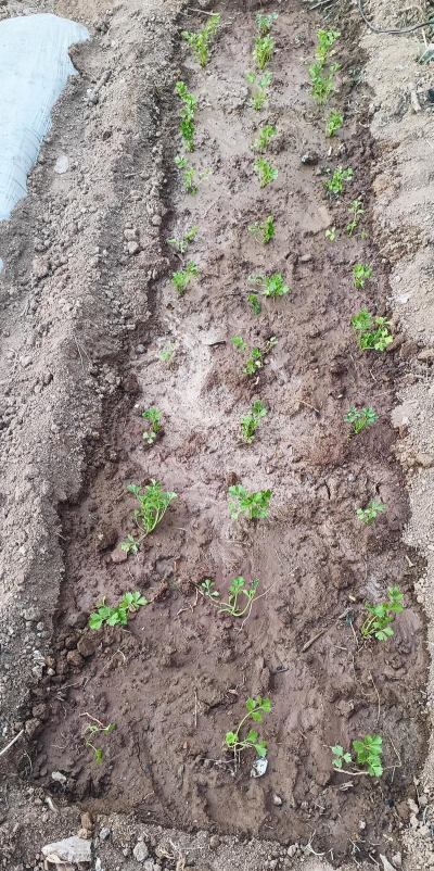 小众送妈妈的花有哪些花