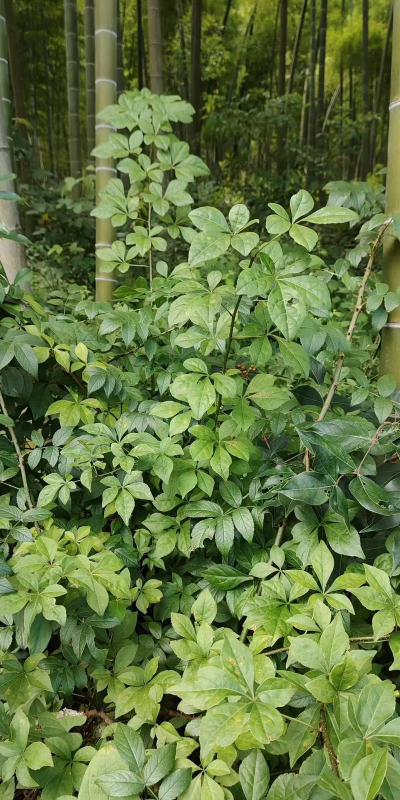 属于五加科的是