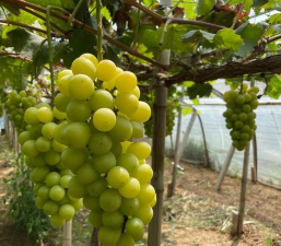 小众送妈妈的花有哪些花