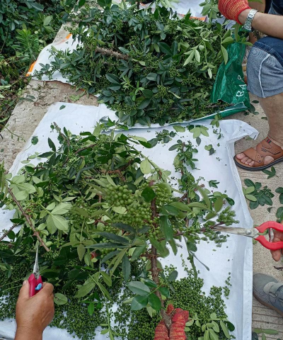 小众送妈妈的花有哪些花