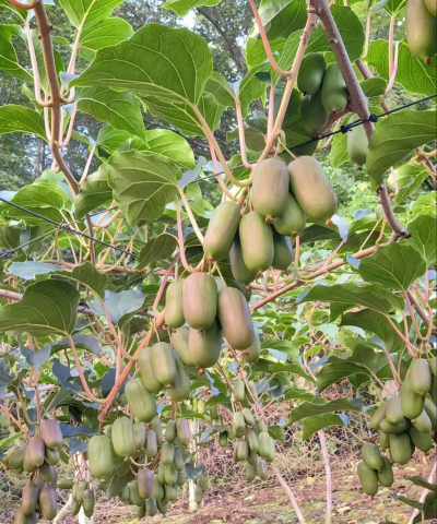 软枣猕猴桃适合什么地方种植