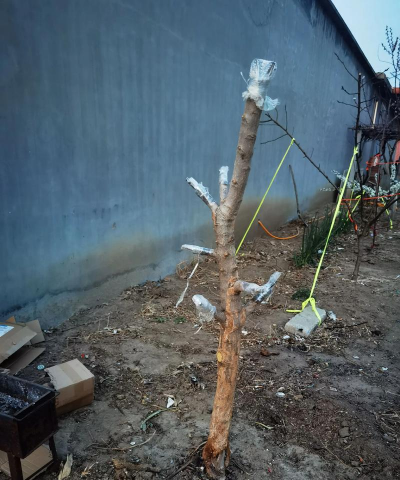 小众送妈妈的花有哪些花