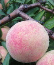 小众送妈妈的花有哪些花