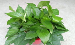 小众送妈妈的花有哪些花