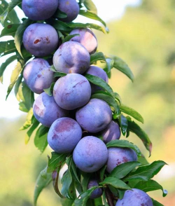 小众送妈妈的花有哪些花